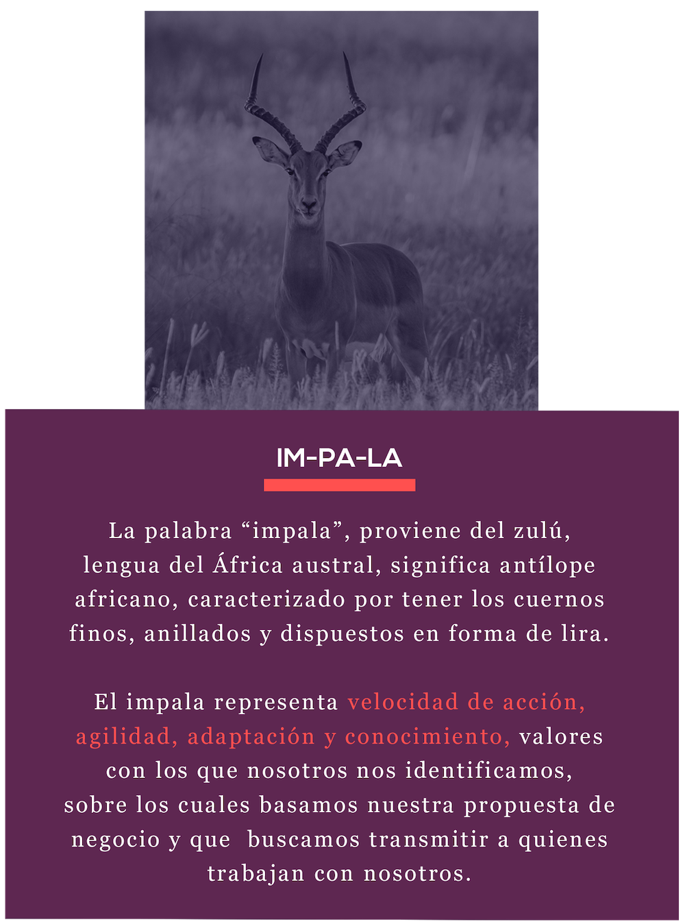 impala